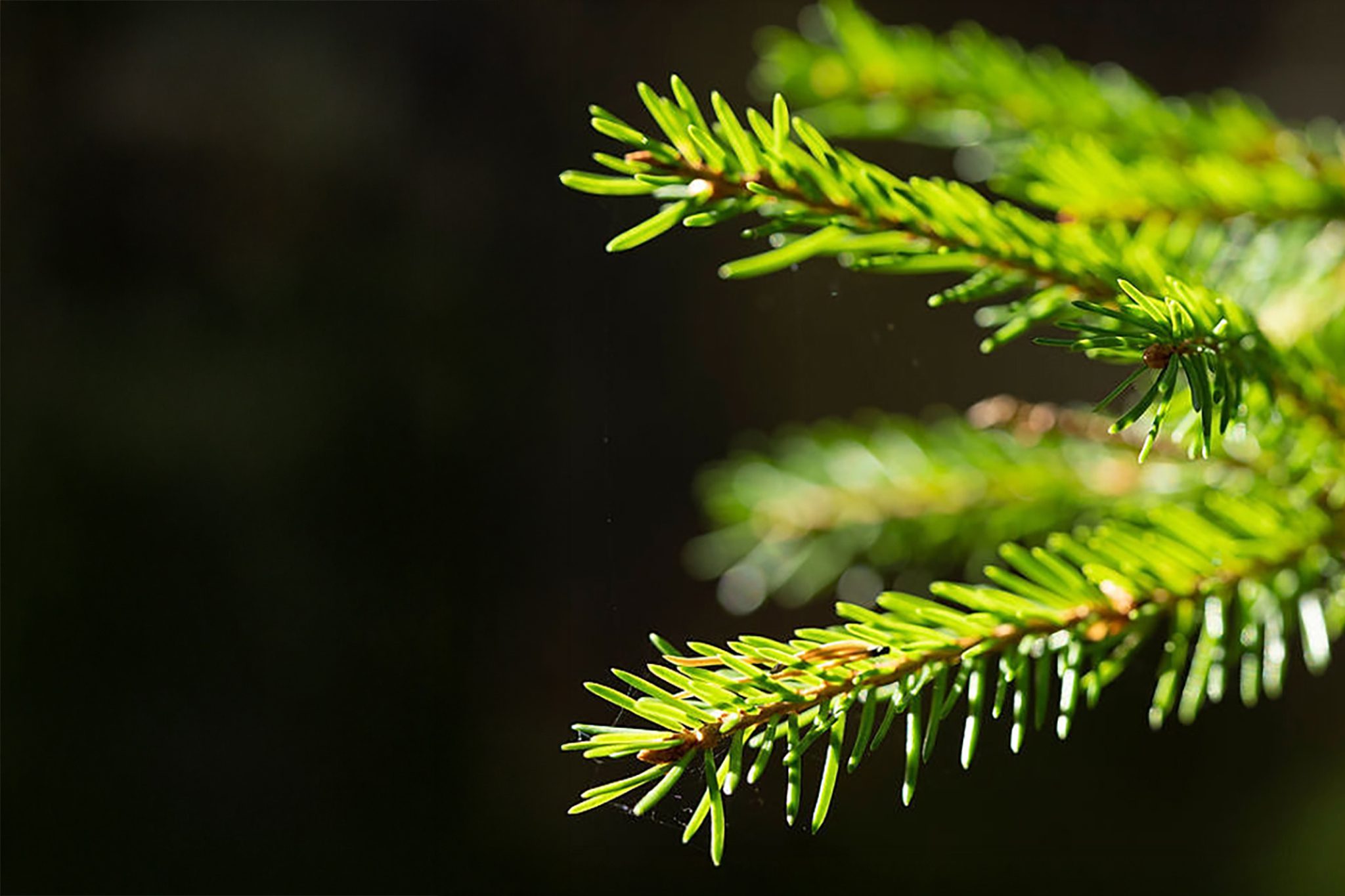 Metsälannoitus näkyy puiden terveenä kasvuna.