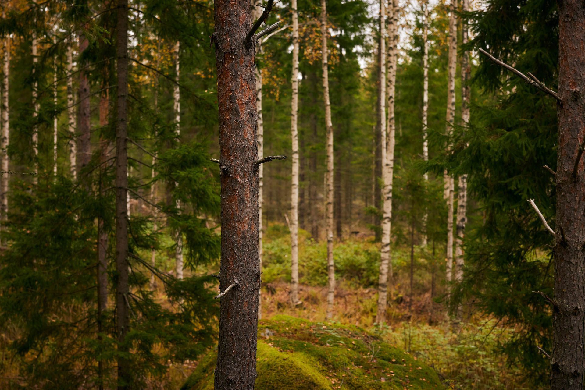 Mitä puita Suomen metsissä asustaakaan? - Stora Enso Metsä