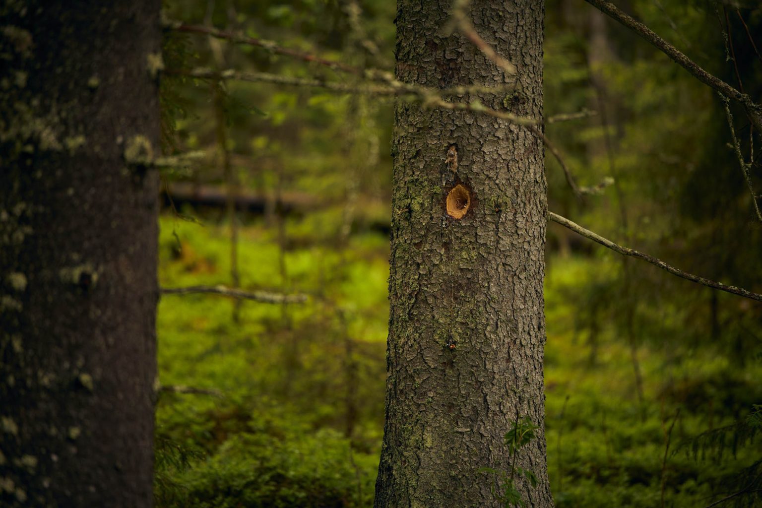 METSO-suojelu - Stora Enso Metsä